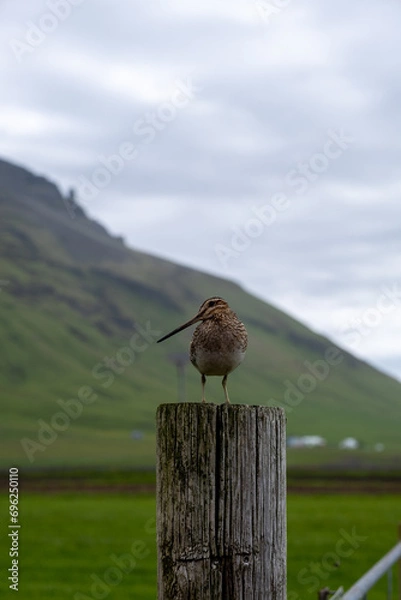 Obraz bird on a fence