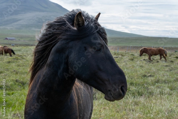 Obraz horses in the field