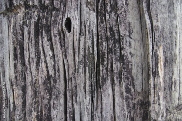 Fototapeta big trunk for background