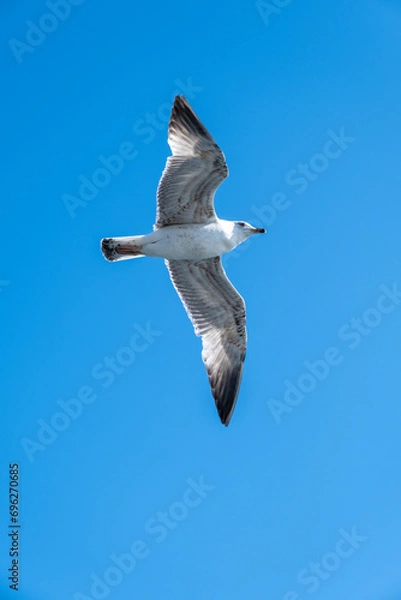 Fototapeta seagull in flight
