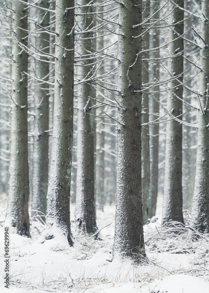 Obraz Winterwonderwald