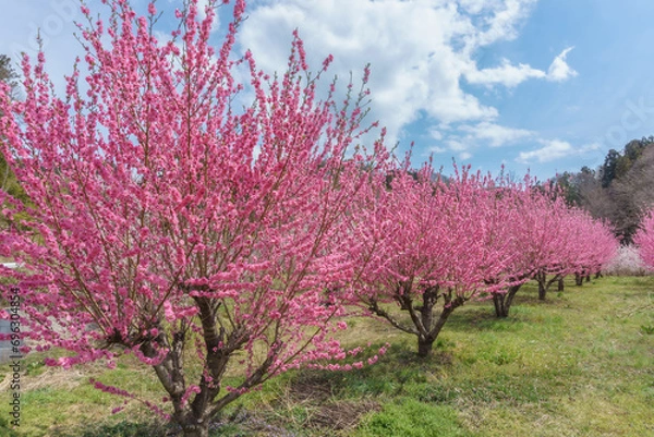 Obraz 福島県福島市 花見山公園 hanamiyama Park