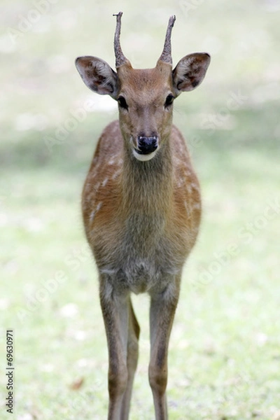 Fototapeta Roe deer