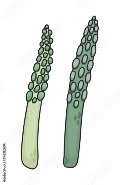 Obraz Green Asparagus isolated on white background. Hand Drawn vector illustration. Organic vegetables and fruits cartoon concepts. Education and school kids coloring page, printable.
