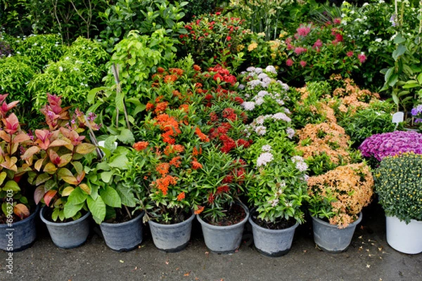 Obraz The shop of plant and trees for gardening