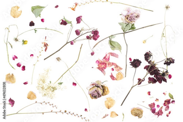 Obraz trockenblumen-arrangment