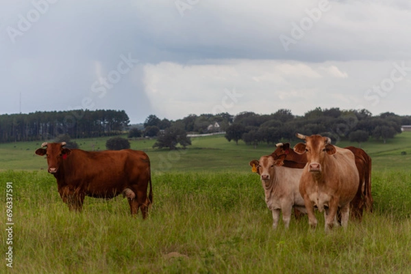 Obraz Cows in Pasture