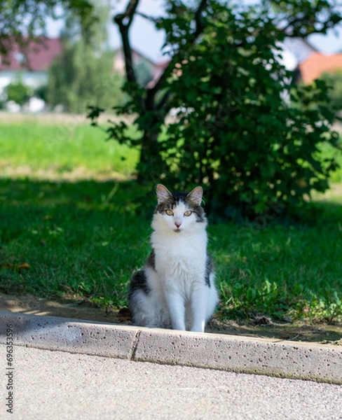 Obraz cat in the garden