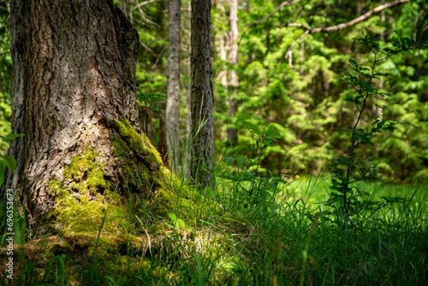 Obraz moss covered tree