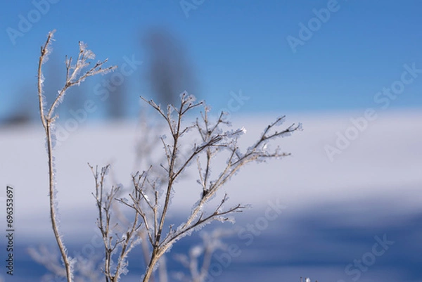 Obraz snow covered branches