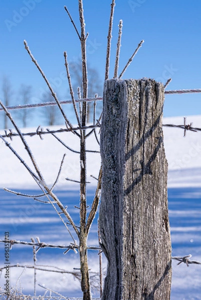 Obraz tree in winter