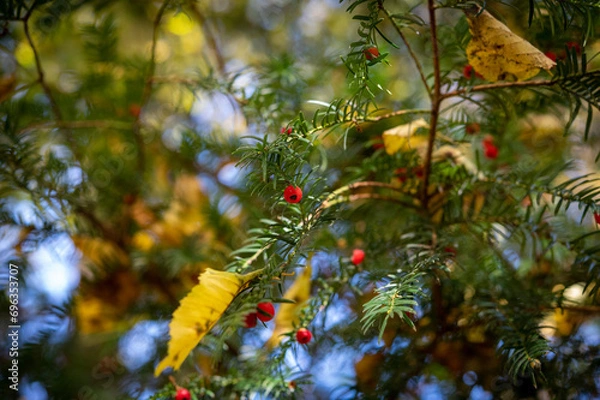 Obraz red and yellow