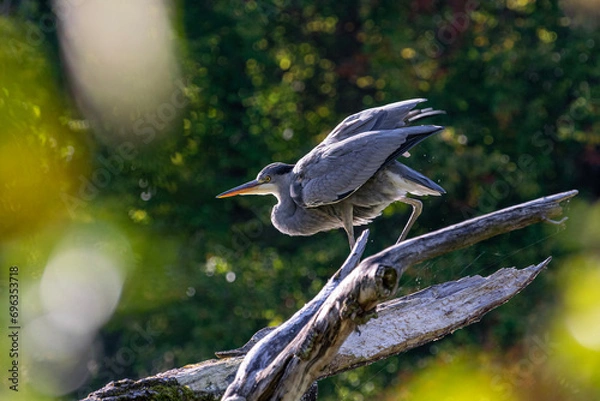 Obraz great blue heron