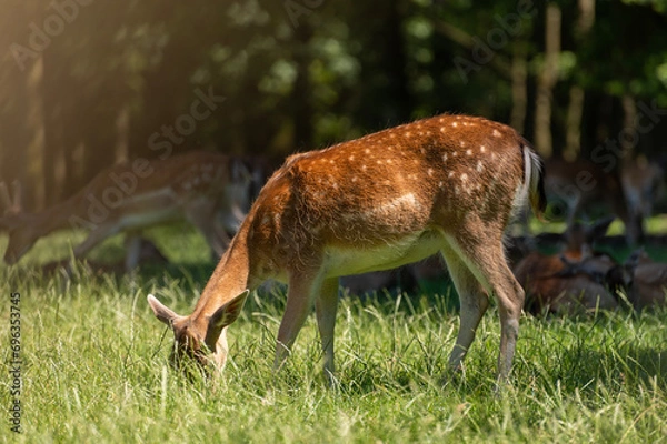 Obraz deer in the forest