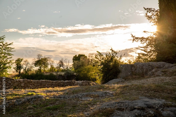Obraz sunset in the forest