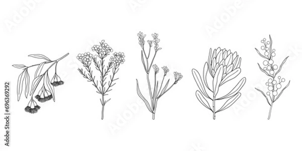 Fototapeta Set of hand drawn Australian native flowers and plants. Simple monochrome illustration of golden wattle, protea, kangaroo paw, wax flower and eucalyptus