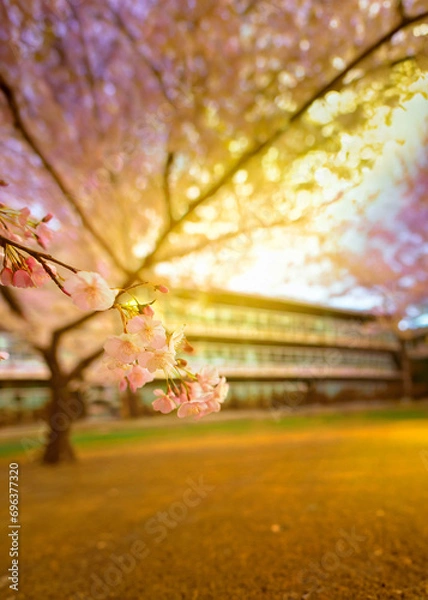 Fototapeta 桜が舞う学校
