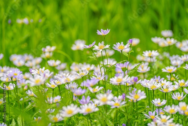 Obraz ミヤマヨメナ