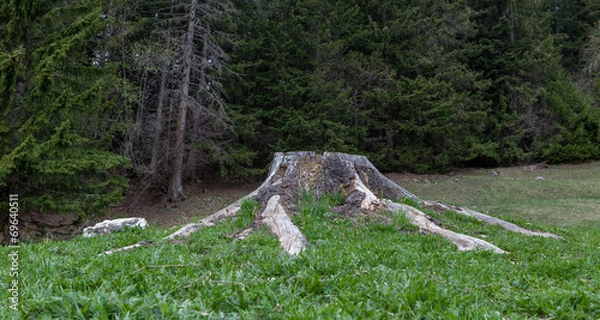 Obraz Tronc ; couper