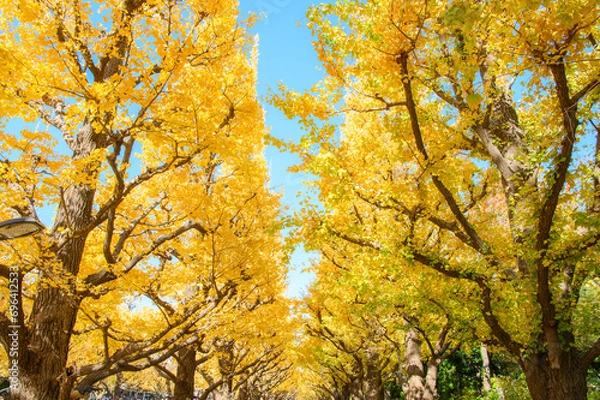 Obraz 神宮外苑のイチョウ並木