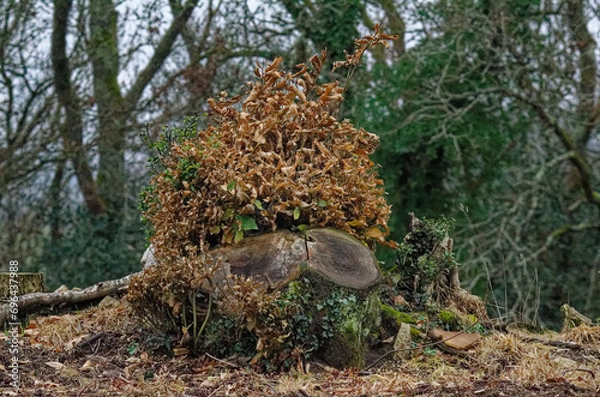 Obraz Ambiance automne