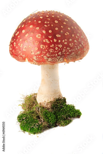 Obraz Trujący grzyb