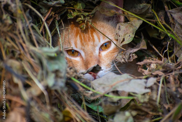 Obraz A cute cat close up portrait in the jangle in the day time in the north eastern India.