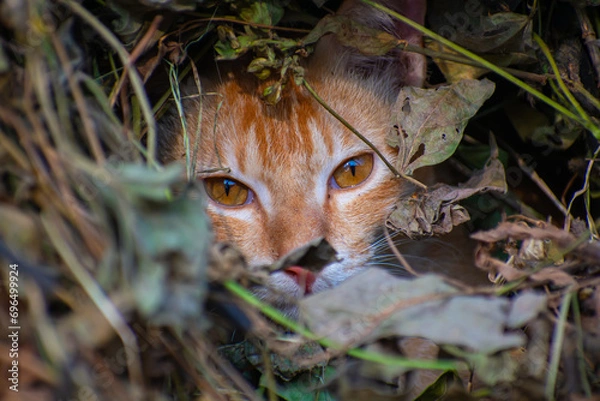 Obraz A cute cat close up portrait in the jangle in the day time in the north eastern India.
