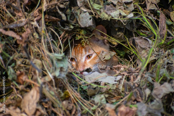 Obraz A cute cat close up portrait in the jangle in the day time in the north eastern India.