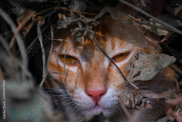 Obraz A cute cat close up portrait in the jangle in the day time in the north eastern India.
