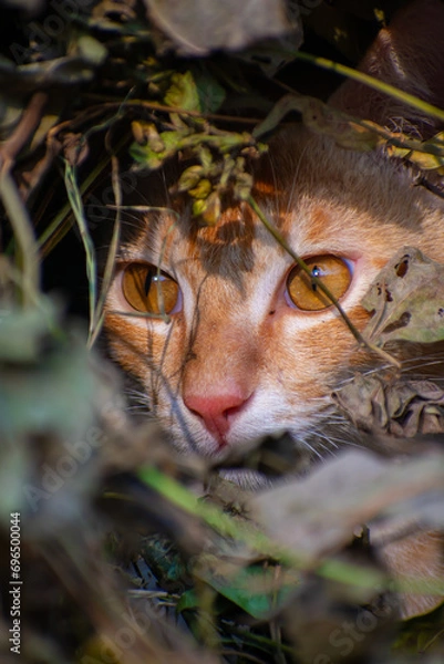 Fototapeta A cute cat close up portrait in the jangle in the day time in the north eastern India.