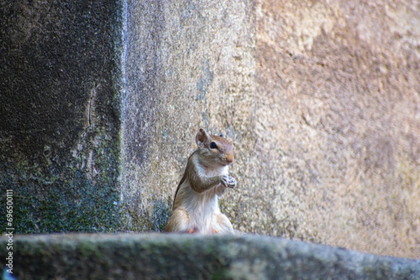 Obraz The Indian palm squirrel or three-striped palm squirrel is a species of rodent in the family Sciuridae found naturally in India and Sri Lanka.