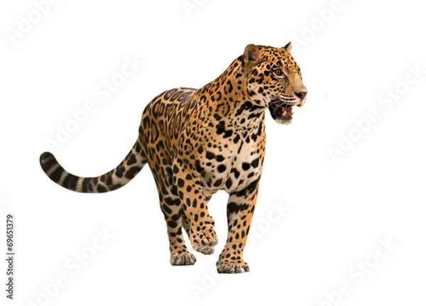 Fototapeta Jaguar (Panthera) na białym tle