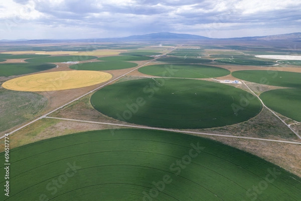 Fototapeta Aerial drone of green crop circles in fields of Idaho.  Shot on a drone in the western part of the United States.  Flat plain landscape of abstract backgrounds.