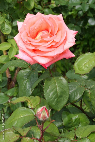 Obraz peach rose