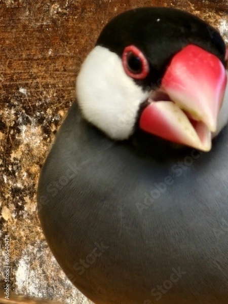 Fototapeta Bird Beak Organism Waterfowl Ducks, geese and swans Terrestrial plant