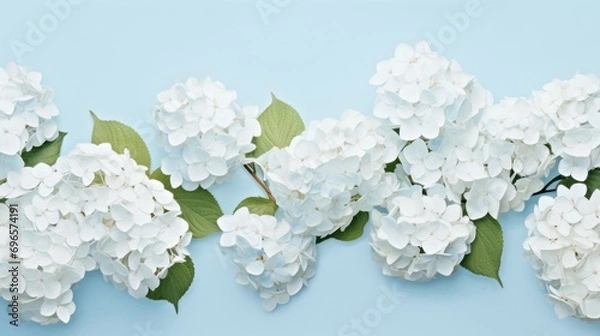 Fototapeta  a group of white flowers with green leaves on a blue background with a place for the text on the left side of the image.