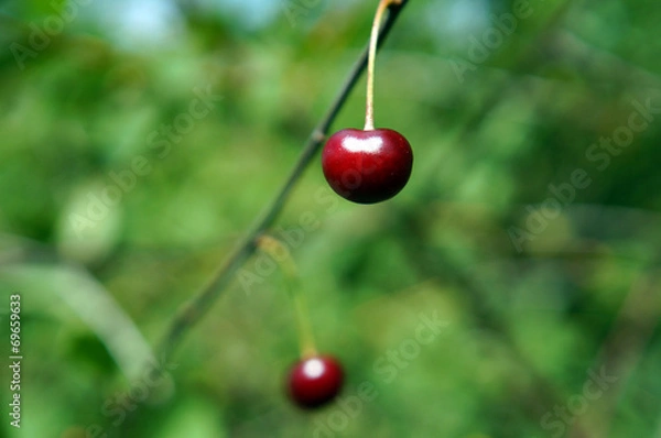 Fototapeta вишня