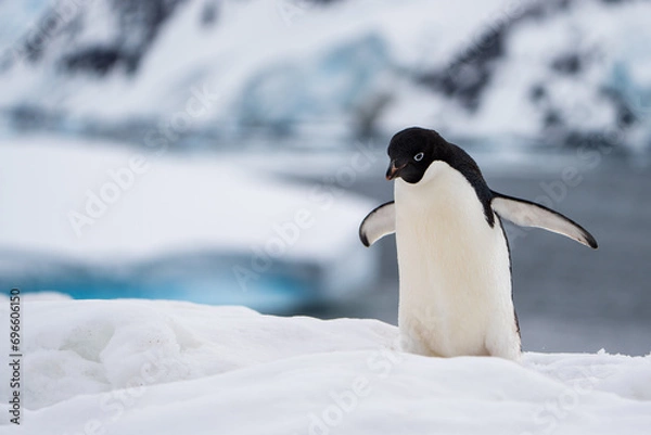 Obraz Adelie Penguin walking uphill