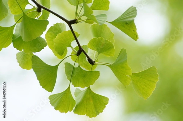 Obraz イチョウの葉