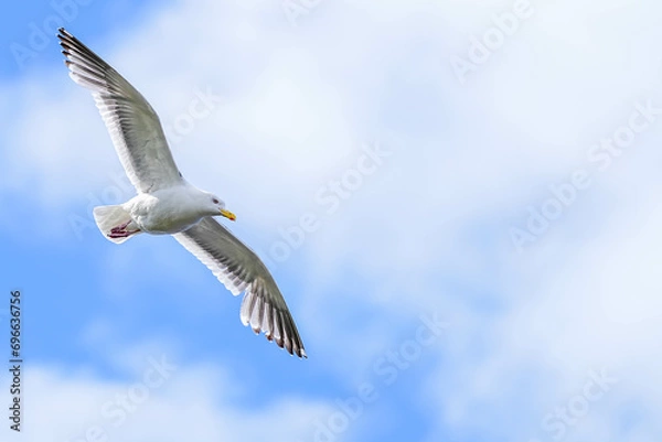 Fototapeta セグロカモメ