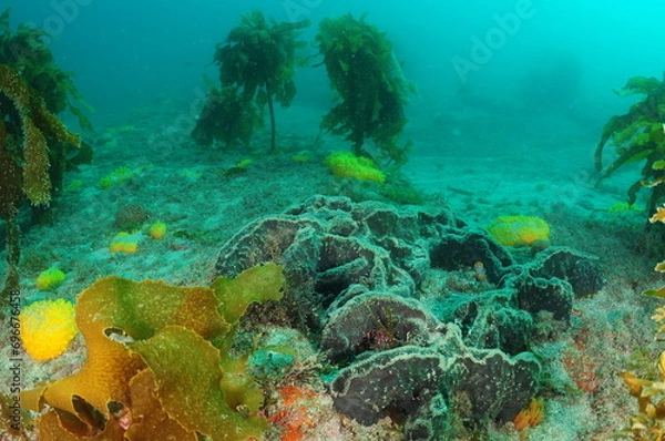 Fototapeta Various sponges and brown kelp Ecklonia radiata on flat rocky sea bottom covered with coarse sand. Location: Leigh New Zealand