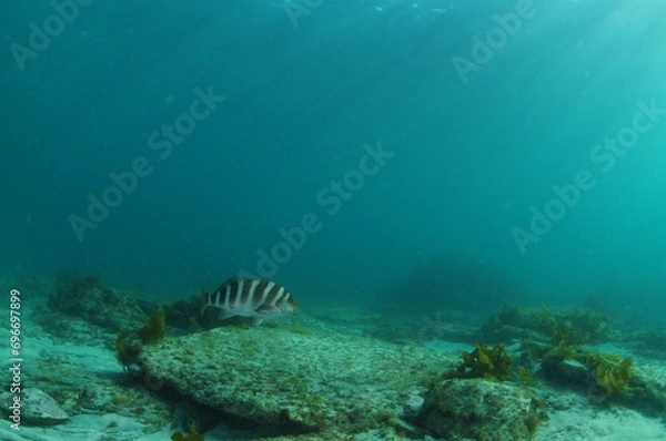 Fototapeta Lone banded morwong Cheilodactylus spectabilis swimming above flat rocky bottom in  shallow water. Location: Leigh New Zealand
