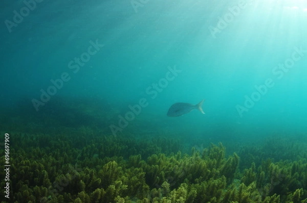 Fototapeta Lone Australasian snapper Pagrus auratus swimming over fields of short brown seaweeds in shallow water. Location: Leigh New Zealand