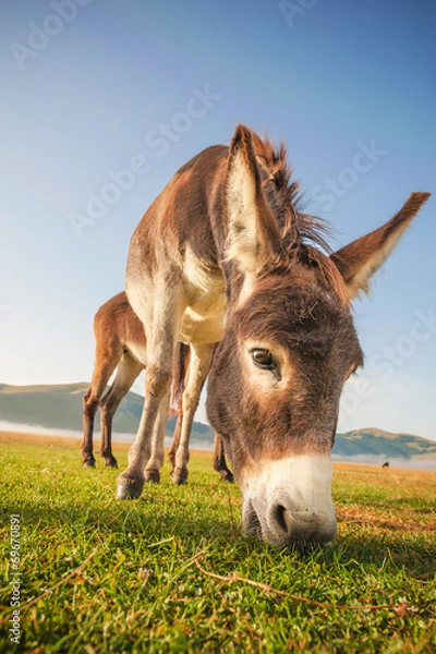 Fototapeta Donkey eating the grass in the foothills of the Monte Sibillini