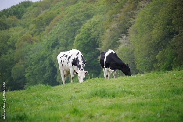 Obraz Vaches normandes