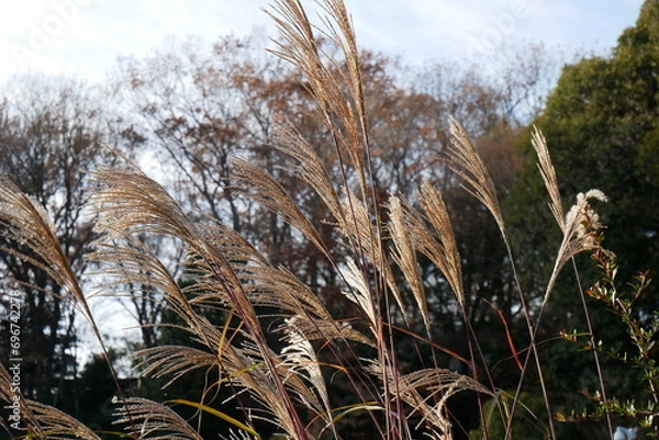 Obraz 風に揺れるススキ