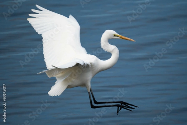 Fototapeta ダイサギ