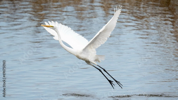 Fototapeta ダイサギ