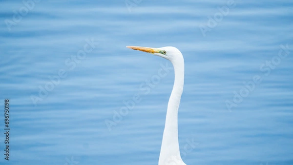 Fototapeta ダイサギ